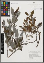 Foto von Salix appendiculata Vill.